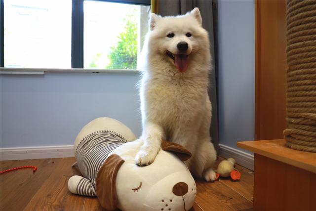 辟谣，狗狗夜间看不见只能靠听声音？并非如此，狗眼夜间还能发光