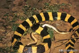 眼镜王蛇真的能在五分钟内毒死人？被蛇咬伤怎么办？又该如何处理图片