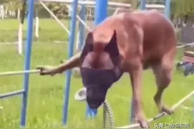 狗狗蒙眼空中“走绳索”，警犬考试有多难？现场视频感受警犬考试图片