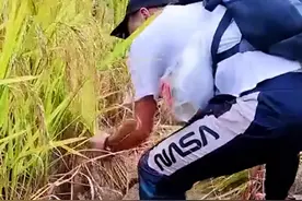 广东几位年轻人爬山时帮91岁爷爷收割稻谷，网友：最暖心一次登山图片