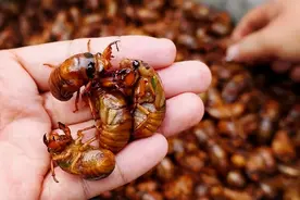 金蝉真的能吃吗？吃了对身体有没有害处？为了家人健康，不妨看看图片