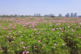 格桑花开！图片