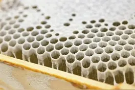 蜂蜜千年不腐的奥秘图片