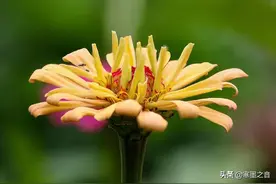 女人靠“撩”，男人靠“诱”，生活只有单程，请自重图片