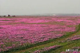 绿肥紫云英，如何栽培能高产？稻田栽培利用模式，作为饲草好吗？图片
