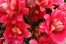 花花的世界，刚忙完坐下看看花累都忘了图片