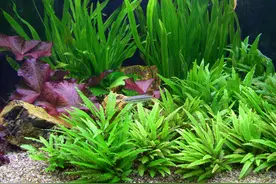 鱼缸养水草的好处多，这6种水草，好养的和不好养的都有了图片