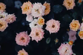 性情冷淡，很难捂热的星座，温暖而不纠缠，不为人情所累图片