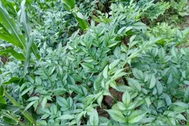 介绍几种土货图片