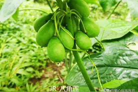 民间中药之八角莲图片