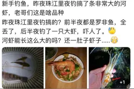 珠江里钓到抱卵大虾，罗氏沼虾是什么，它会像小龙虾一样泛滥吗？图片