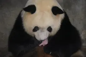 秦岭大熊猫诞下“全运宝宝”图片