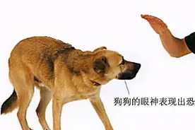 主人打狗狗，为何从来都不敢“反抗”？图片