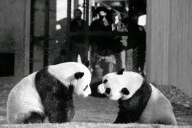 熊猫经历了啥？为何从凶猛的食铁兽，成了“以卖萌为生”的国宝？图片