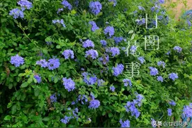 5种“爬藤花”，花量大花期长，长得快又耐寒，打造花墙别错过图片