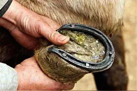 为什么要给马钉马掌，铁钉直接钉在马蹄上不疼吗？看完长知识了图片