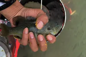 人为放生？广东一水库太阳鱼泛滥，一天钓上百条！为入侵物种图片