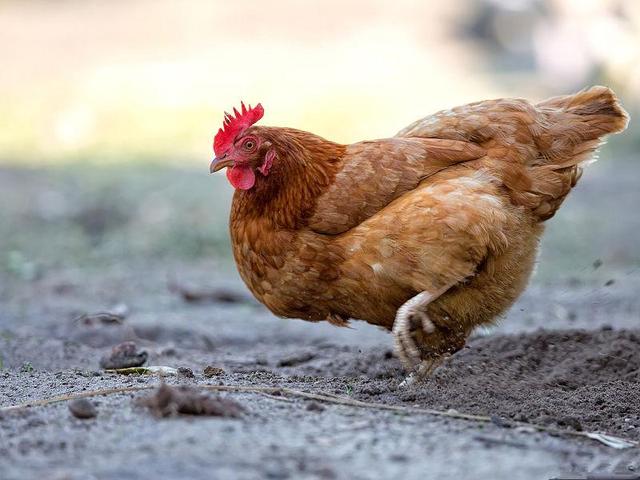 养鸡技术｜构成蛋白质的氨基酸对鸡体的作用