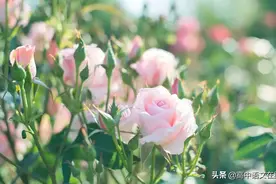 最美古诗词：愿你在今后的日子里，苦尽甘来，不负韶华不负卿图片