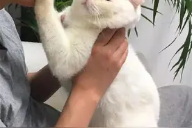 猫咪被喝醉的男主亲吻，下一幕表情狰狞，男主看后顿时不淡定了图片