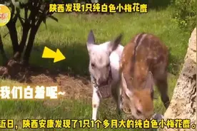 陕西这只“羊里羊气”的小鹿凭一己之力冲上热搜图片