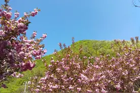 樱花小镇，汝阳县王坪乡图片