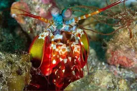 身长不过10厘米，挥起拳头却能击穿玻璃，螳螂虾有多恐怖？图片