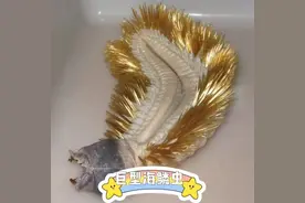 南极深海的金毛刷刷虫图片