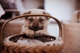 农村土狗，为何大多都害怕屠夫？土狗如何分辨好坏，你知道吗？图片