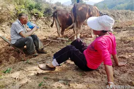 7旬夫妇隐居深山50年，种10亩地养13头牛，不愁吃喝只为大哥图片