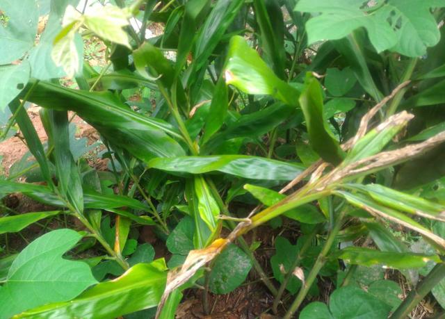 农村5种地下蔬菜，全程不长虫不用打药，种下去就有得吃的懒人菜