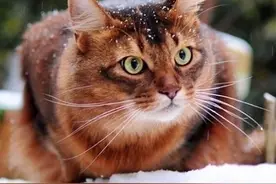 传说中的虎猫图片
