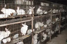 中华鳖、牛蛙、鳄鱼不列入禁食名录，可以吃？没那么简单图片