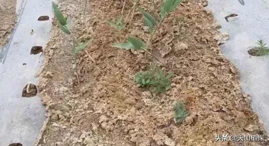 出苗期的棉花应该怎么管？