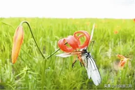 快来扎鲁特草原看“花花世界”图片