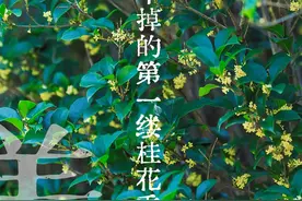 绝美！秋日限定 , 戒不掉的第一缕桂花香图片