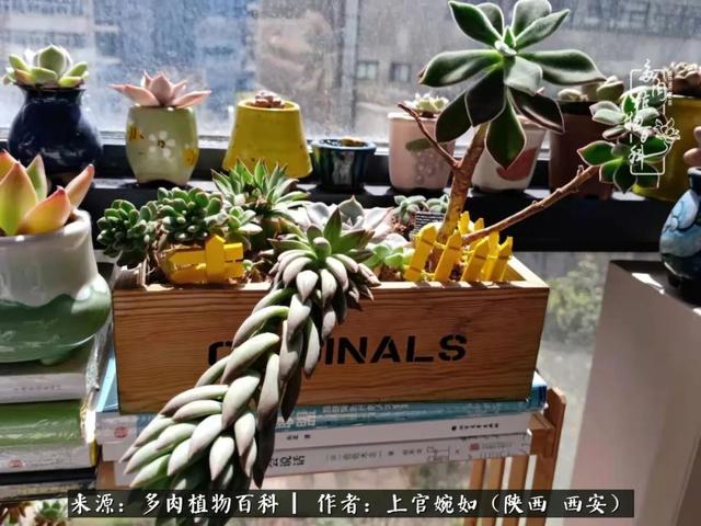 一入肉坑深似海之，我与多肉的不解之缘