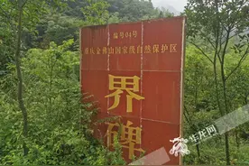 百姓故事 | 32年，她在悬崖峭壁“历险寻杉”图片