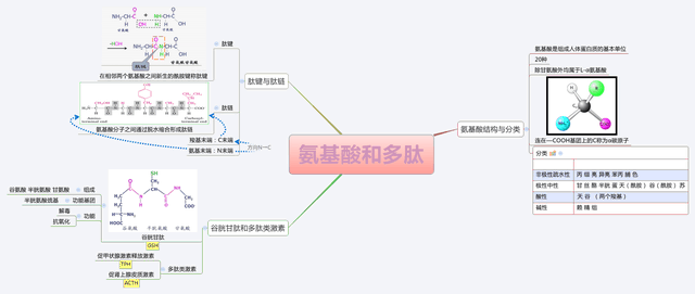 「生物化学基础知识」之「氨基酸与多肽」