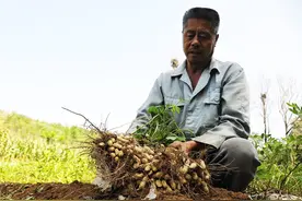 花生产量上不去，多是施肥不到位，分享花生亩增产300斤施肥技巧图片