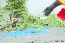 当心！郑州街头，“野兽”出没！图片
