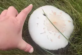 合肥一小区疯长这种白蘑菇！专家紧急提醒：外号“ICU菇”，有毒图片