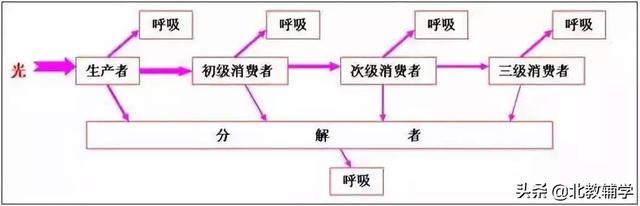 「高考·生物」高中生物重要规律性关系、公式精华汇总