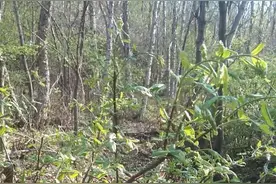 吉林-猴岭续集！采山菜美食小记图片