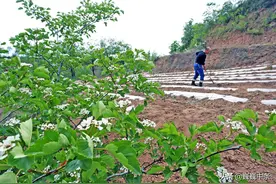 山村7旬农民夫妇种红薯 一边劳作一边讲故事 听听真的长见识图片