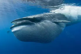 为什么说“一鲸落而万物生”？一条鱼就是一个生态系统图片