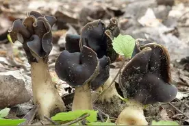 周末打算采新疆特产巴楚蘑菇，岂料节外生枝“采”了个“真理”图片