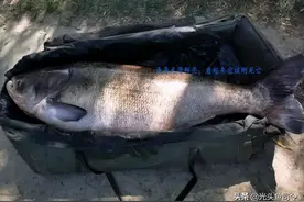 湖北百斤花鲢鱼王“寿终正寝”，寿命到底有多长？能长多大？图片