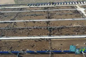 和林格尔县：肉牛产业 牛劲十足图片