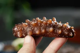 海参，到底吃的是什么？一根小黑棒棒，为何能卖那么贵图片